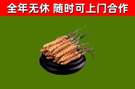 缙云县回收冬虫夏草