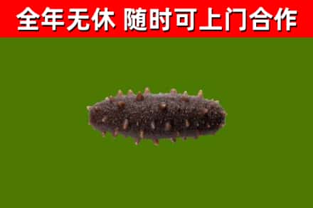 缙云县烟酒回收干海参.jpg